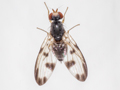 Palloptera umbellatarum